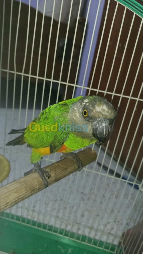 مال يويو ڤديم كاجة