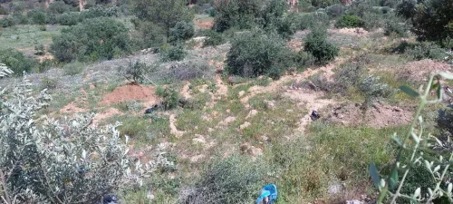 Vente Terrain Agricole Béjaïa Seddouk
