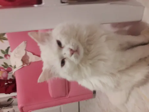 Chat chirazi