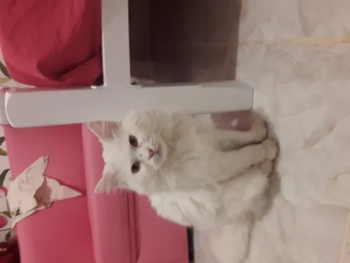 Chat chirazi