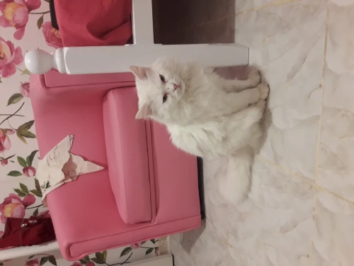 Chat chirazi