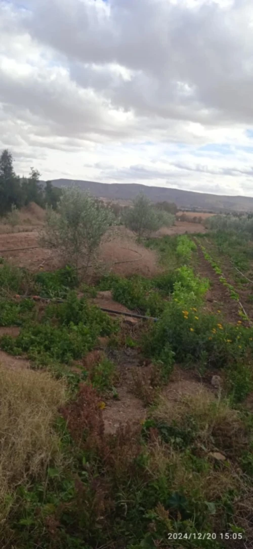 Vente Terrain Agricole Saïda Youb