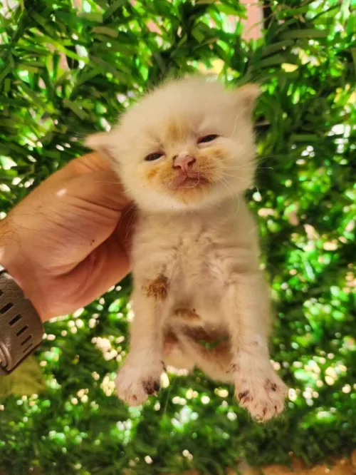 Picky face femelle adulte 