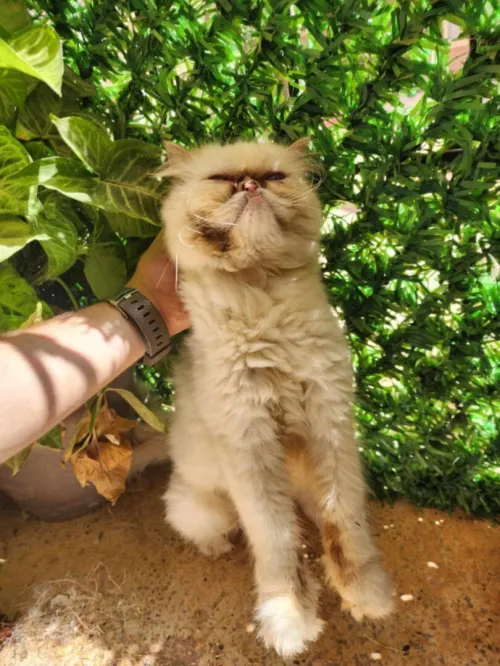 Picky face femelle adulte 
