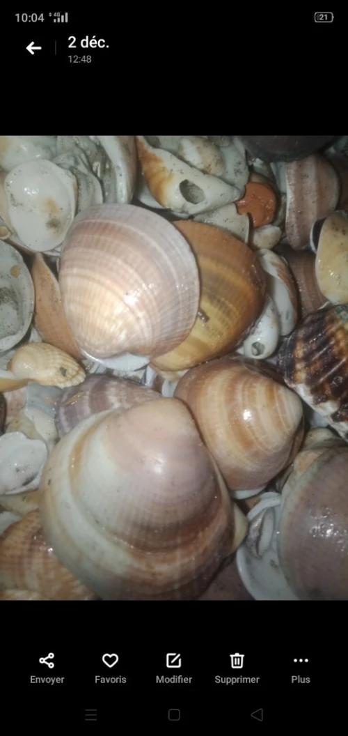 Coquillages