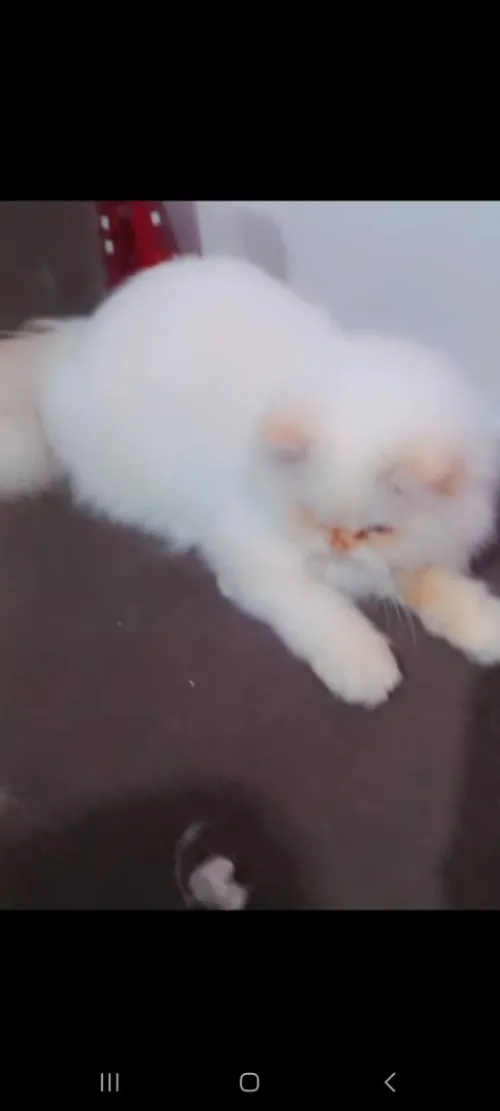 قط شيرازي 