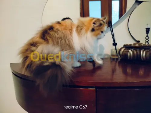 Chatte femelle persan