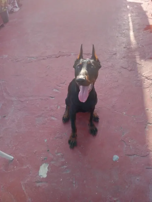 Dobermann