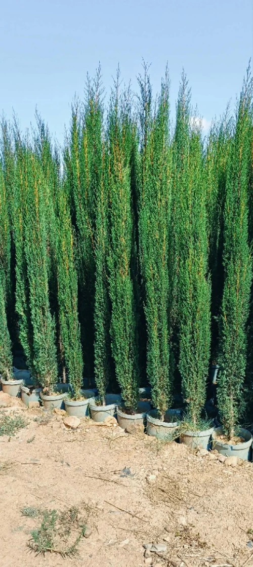 Espace vert,Pose gazon naturel et plantation d'arbres,d'arbustes et plantes décorative