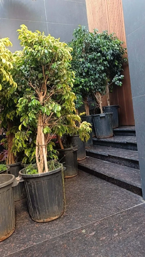 Arbres & plantes espace vert