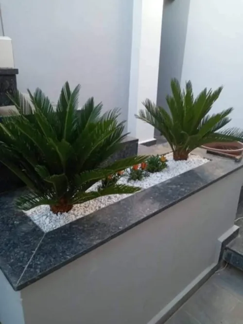 Espace vert,Pose gazon naturel et plantation d'arbres,d'arbustes et plantes décorative