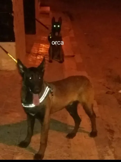 Malinois 