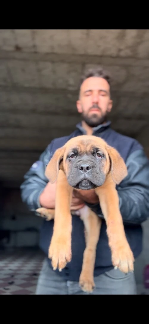 Cane Corso