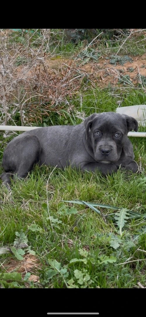 Cane corso