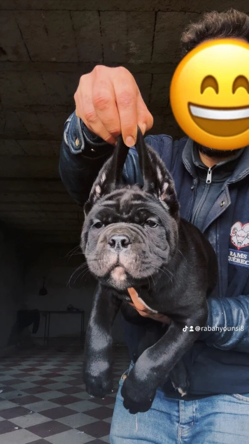 Cane Corso