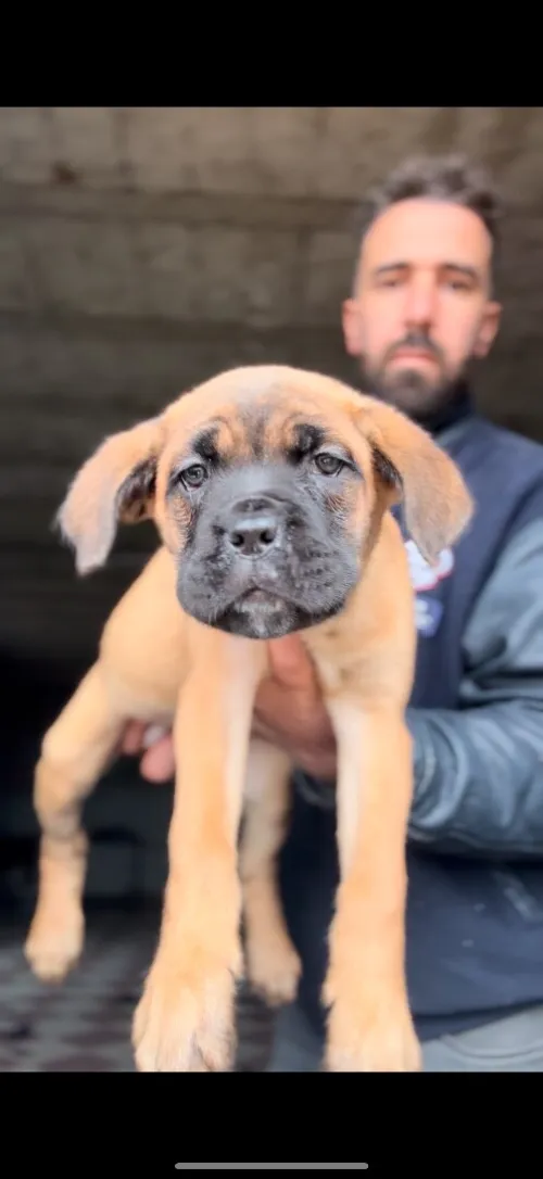 Cane Corso