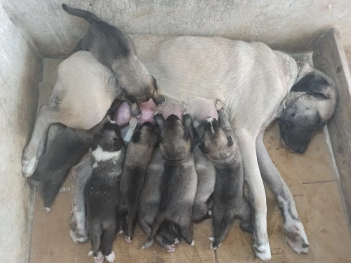Femelle kangal
