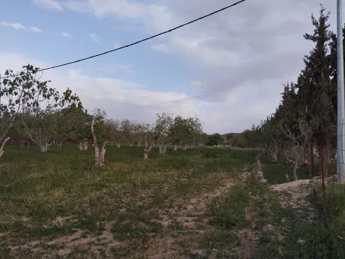 Vente Terrain Tlemcen Chetouane