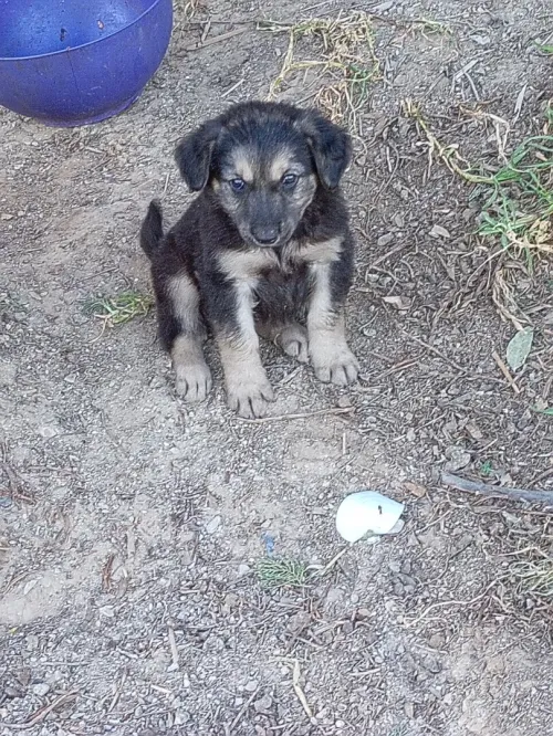 Chiots à adopter
