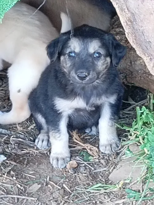 Chien à adoprer