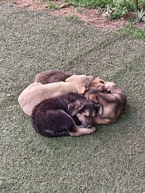 Chien à adoprer