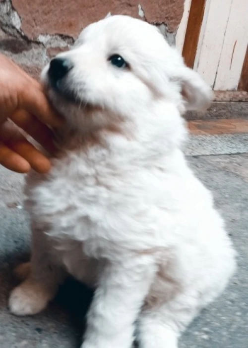 Berger blanc suisse 