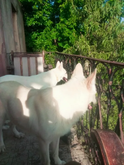 Berger blanc suisse 