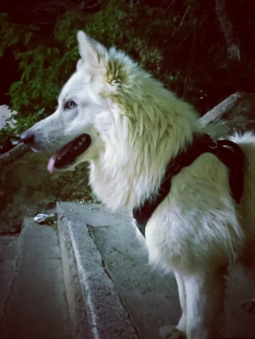 Berger blanc suisse 