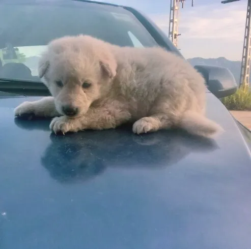 Berger blanc suisse 