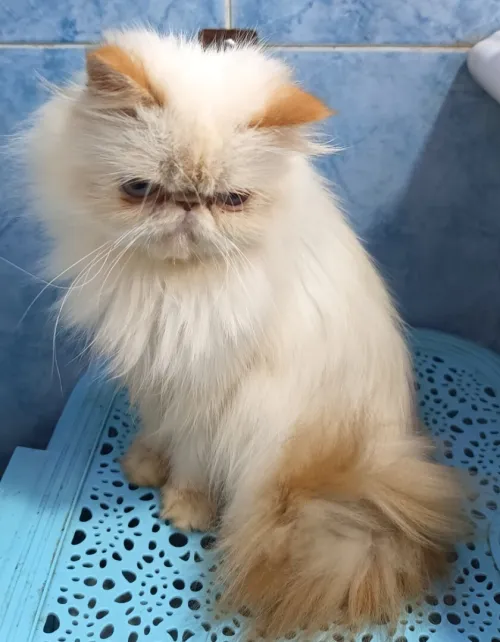 chat persan 