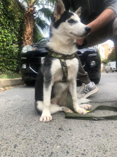 Husky sibérien femelle 