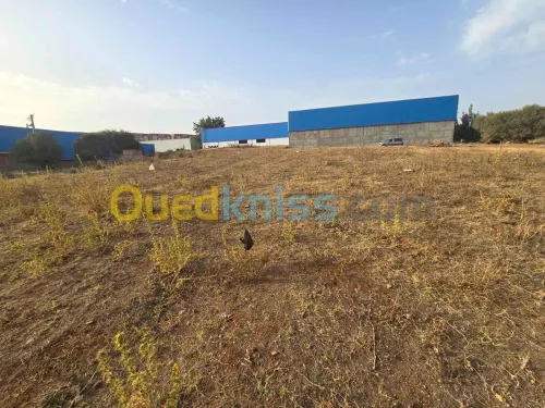 Vente Terrain Blida Meftah