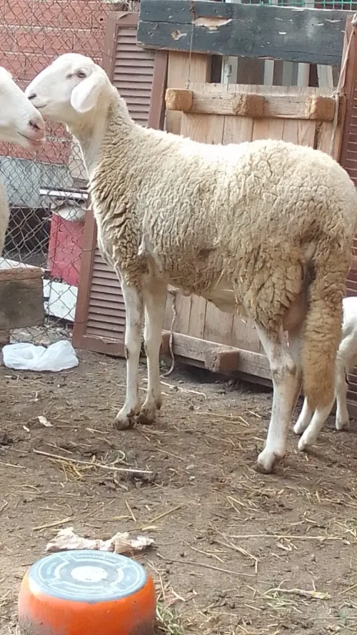 نعجات بولادهم