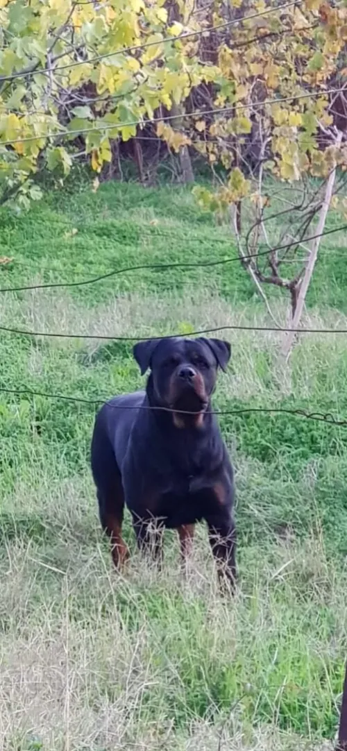 Chiot rottweiller