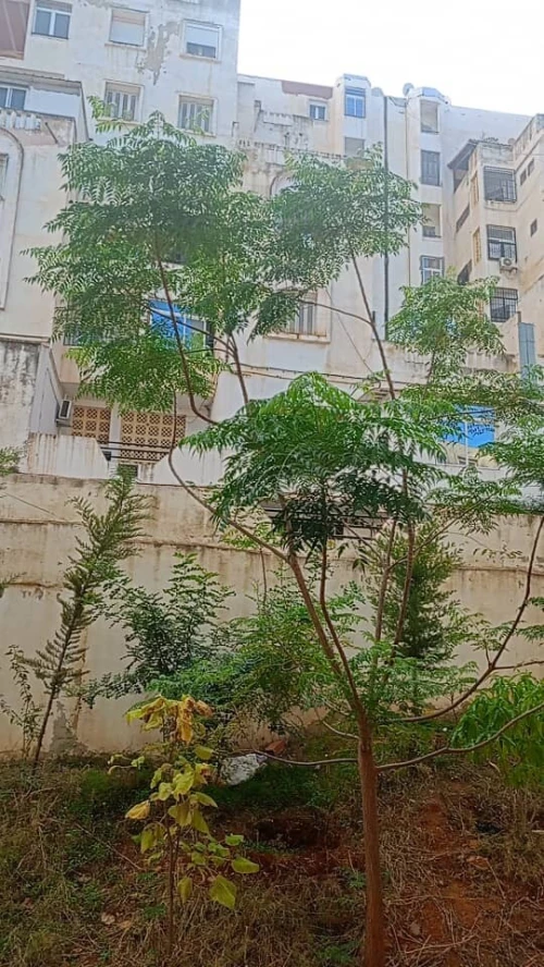 Vente Appartement F3 Tipaza Douaouda
