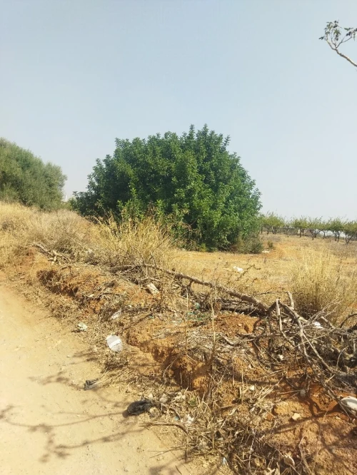 Vente Terrain Alger Douera