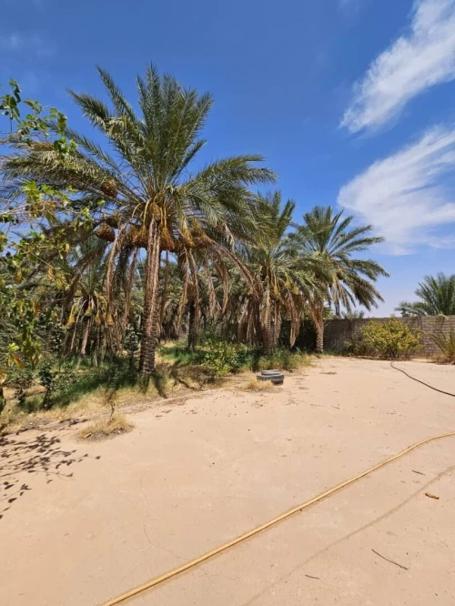 Vente Terrain Agricole Ouled Djellal Sidi Khaled