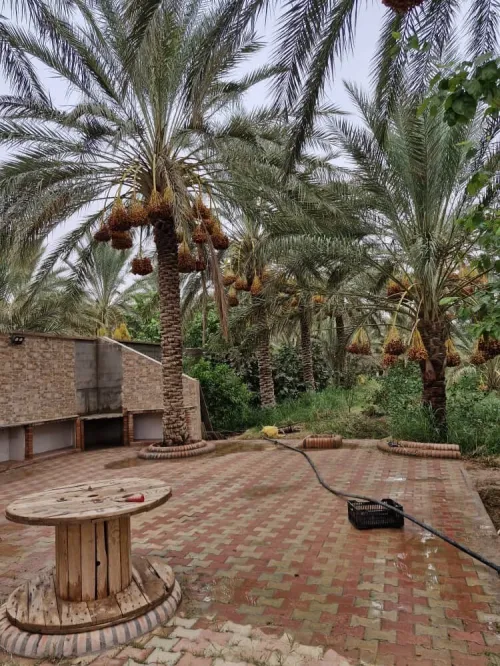 Vente Terrain Agricole Ouled Djellal Sidi Khaled