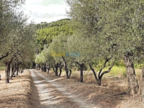Vente Terrain Agricole Skikda El Hadaiek