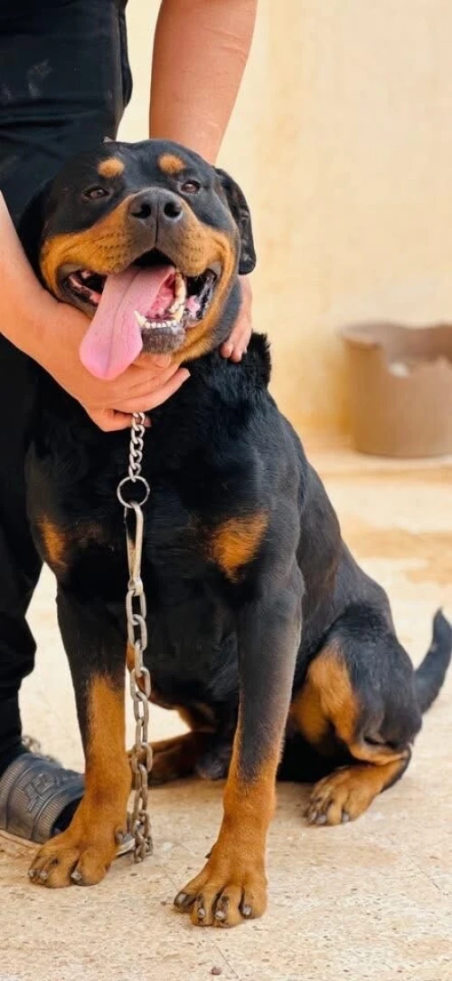 Rottweiler