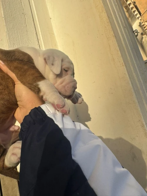 Chiot bully américain XL