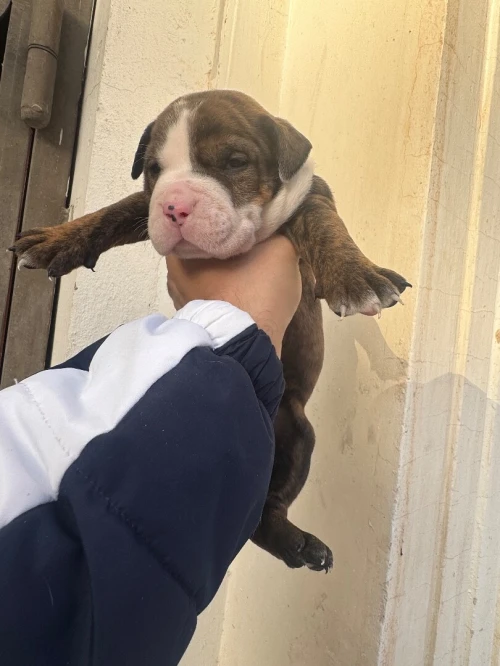 CHIOTS Américan Bully catégorie XL