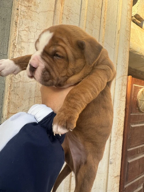 CHIOTS Américan Bully catégorie XL