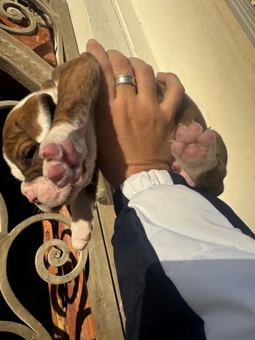 CHIOTS Américan Bully catégorie XL