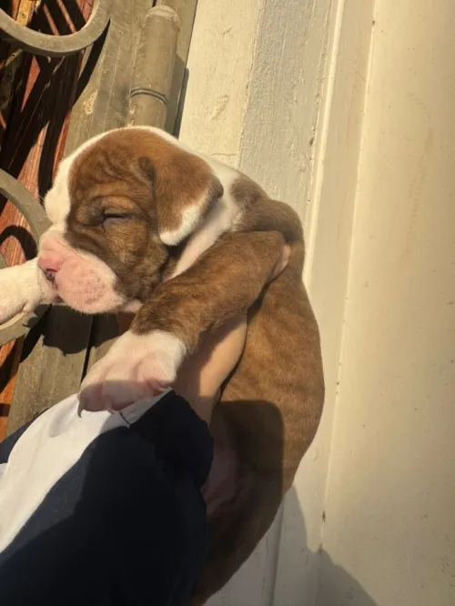 Chiot bully américain XL