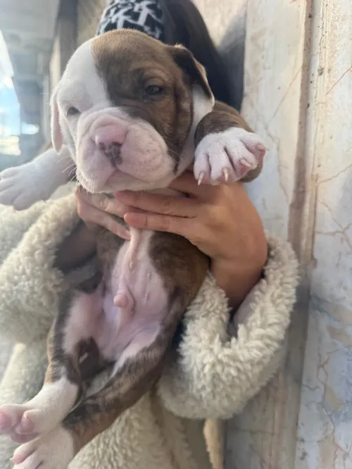 CHIOTS Américan Bully catégorie XL
