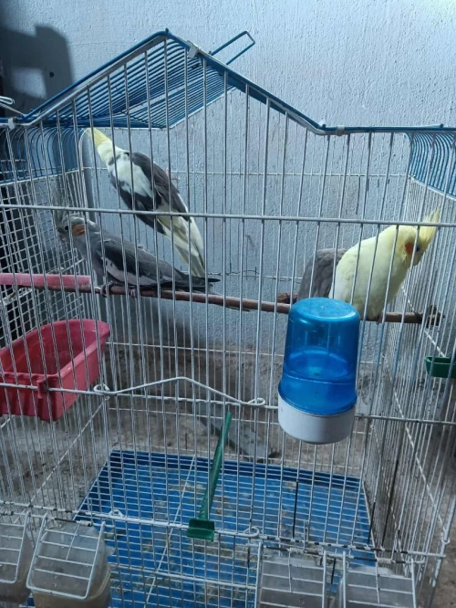 4 oiseaux (calopsitte)