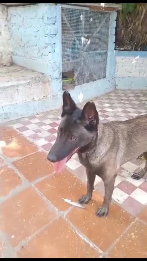 Femelle malinois de 1ans 