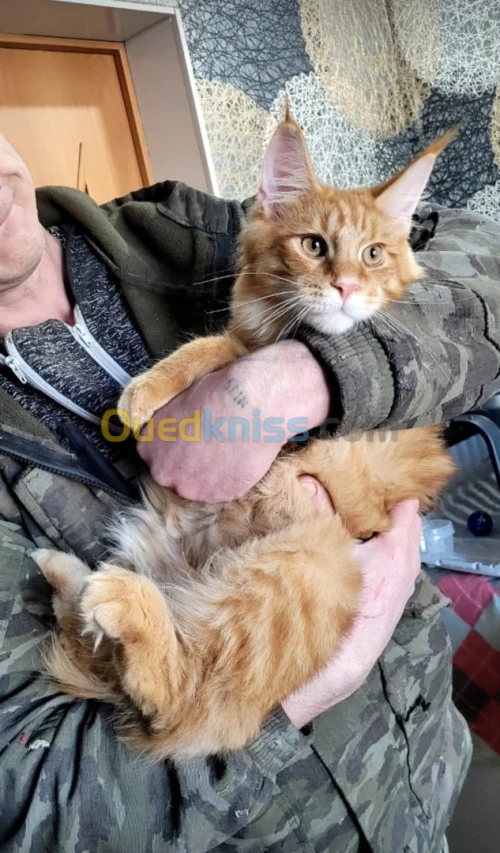 Mainecoon 