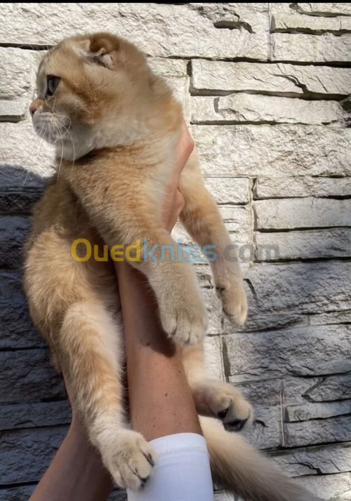 Scottish fold 